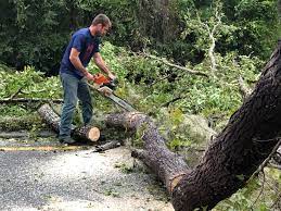 Best Emergency Tree Removal  in Montevlo, AL