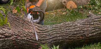 Best Tree Removal  in Montevlo, AL