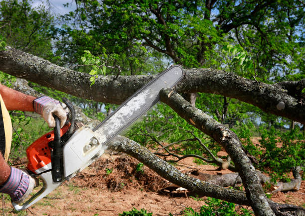 Best Stump Grinding and Removal  in Montevlo, AL